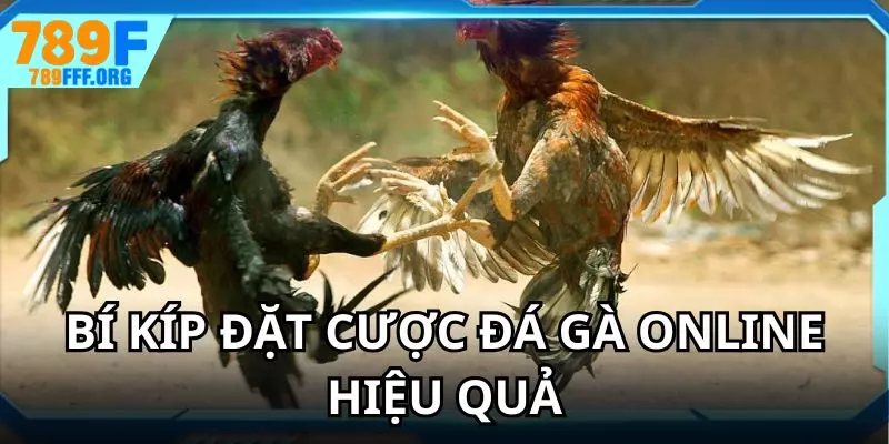 Các bí kíp đặt cược đá gà online giúp bạn nâng cao tỷ lệ chiến thắng