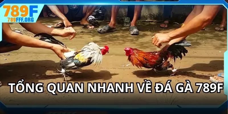 Điểm qua những nét chính về chọi kê tại nhà cái 789F